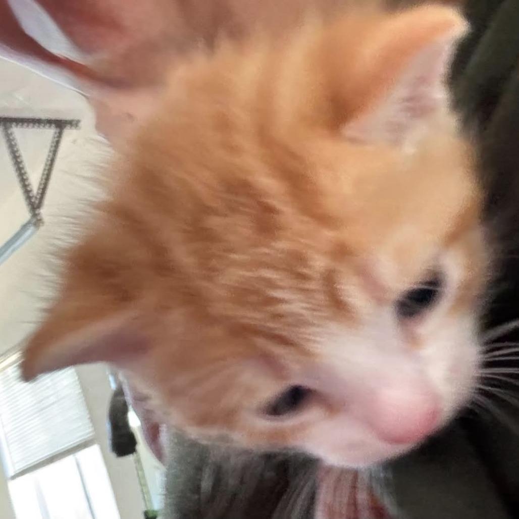 Riorson, a Adoptable Domestic Short Hair in Incline Village, NV image 2/6