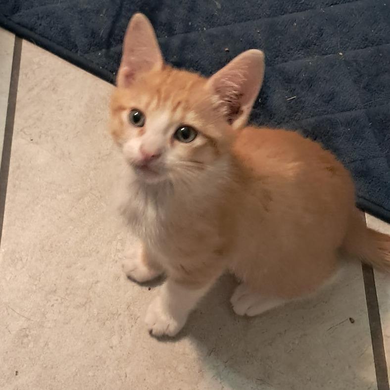 Riorson, a Adoptable Domestic Short Hair in Incline Village, NV image 4/6