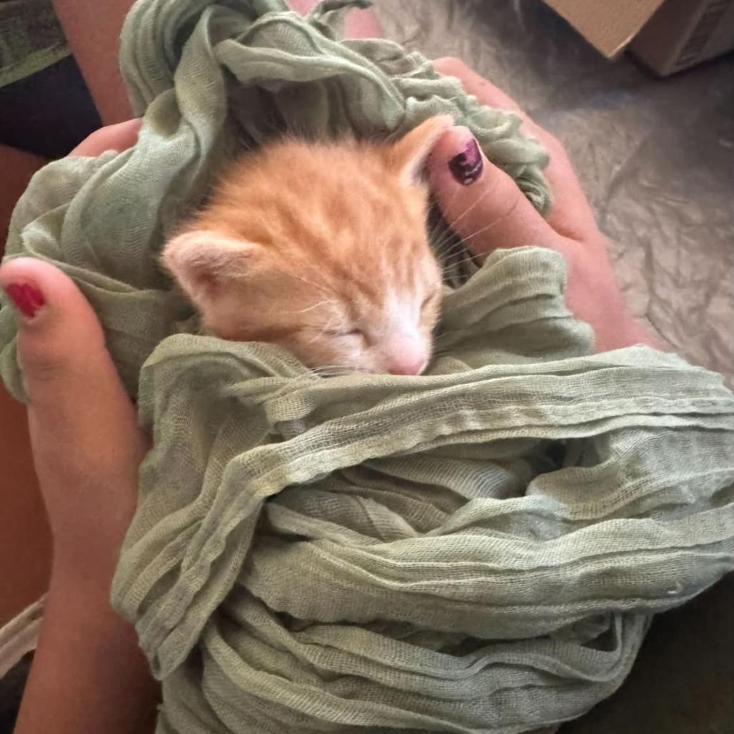 Riorson, a Adoptable Domestic Short Hair in Incline Village, NV image 5/6