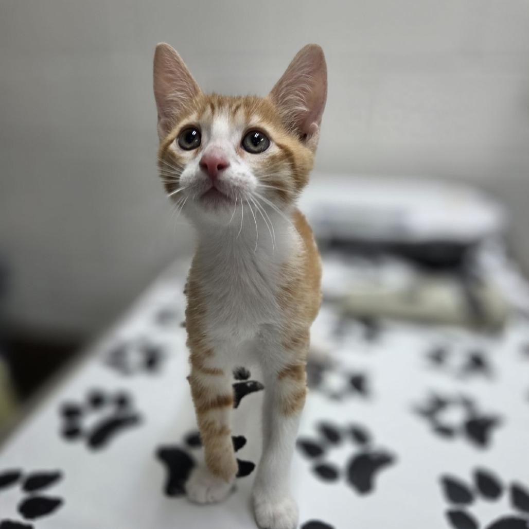 Riorson, a Adoptable Domestic Short Hair in Incline Village, NV image 6/6