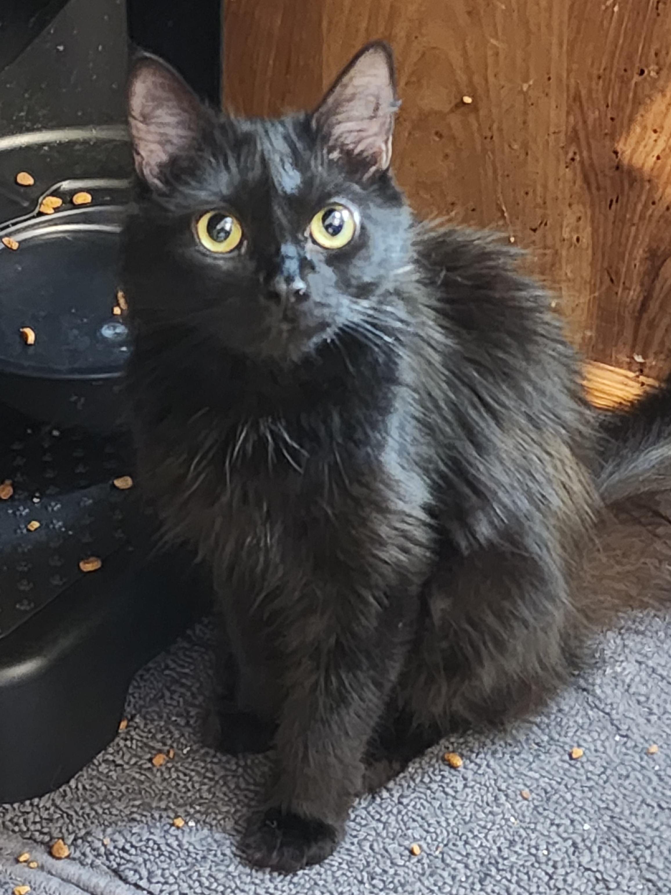 MK, Young Female Domestic Long Hair