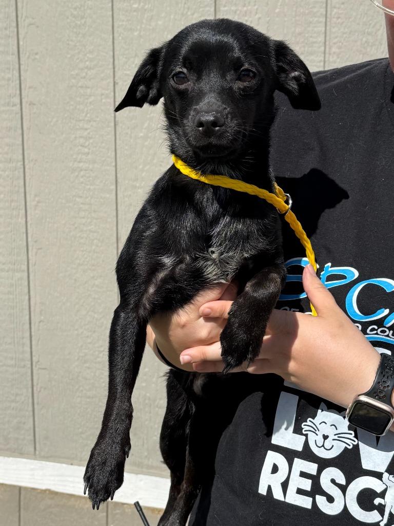 Carter, Adoptable, Young Male Terrier & Mixed Breed.