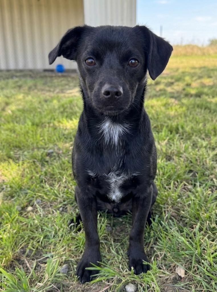 Carter, Adoptable, Young Male Terrier & Mixed Breed.