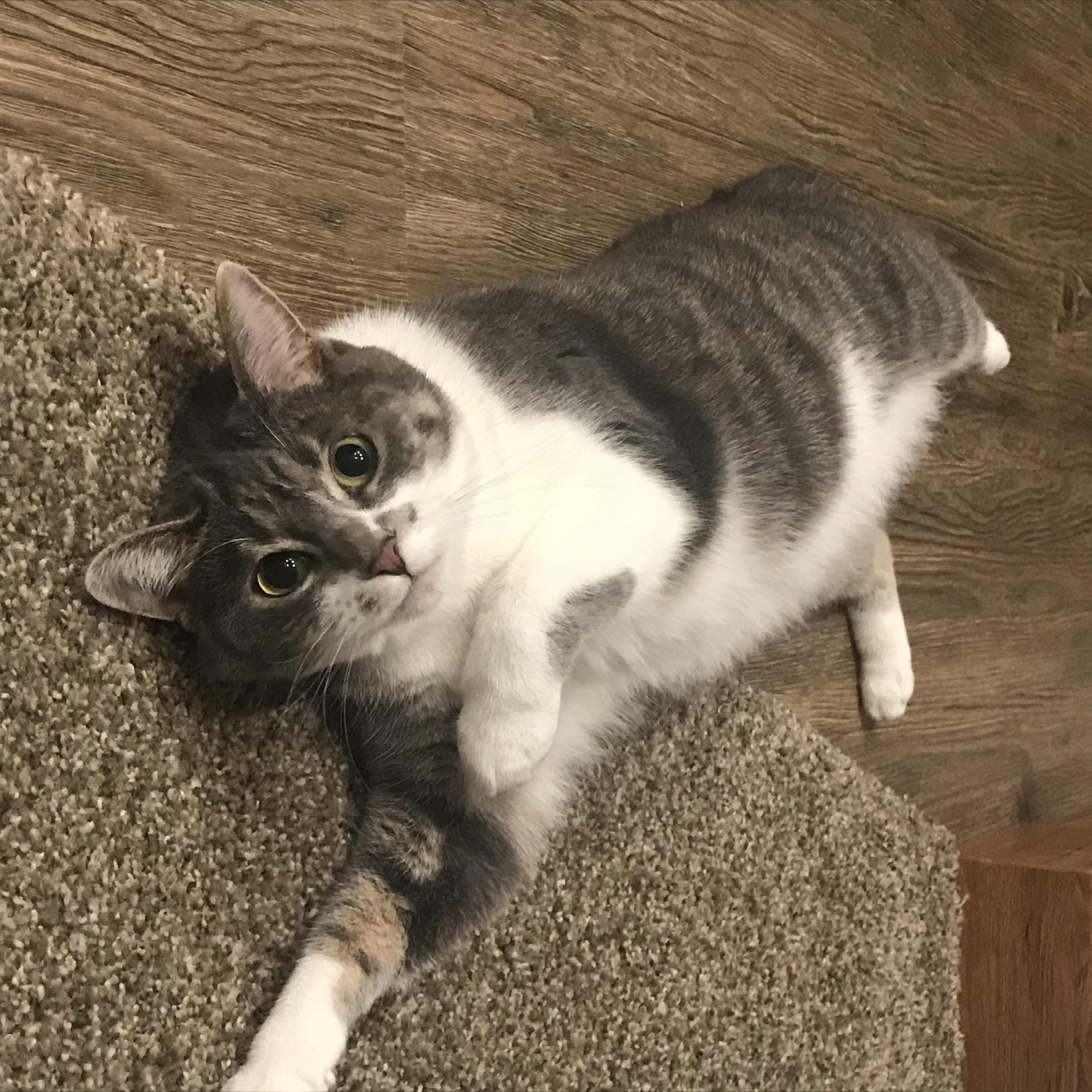 Enlarge Bella, a ADOPTABLE Domestic Short Hair in Rockford, MI image 4/6