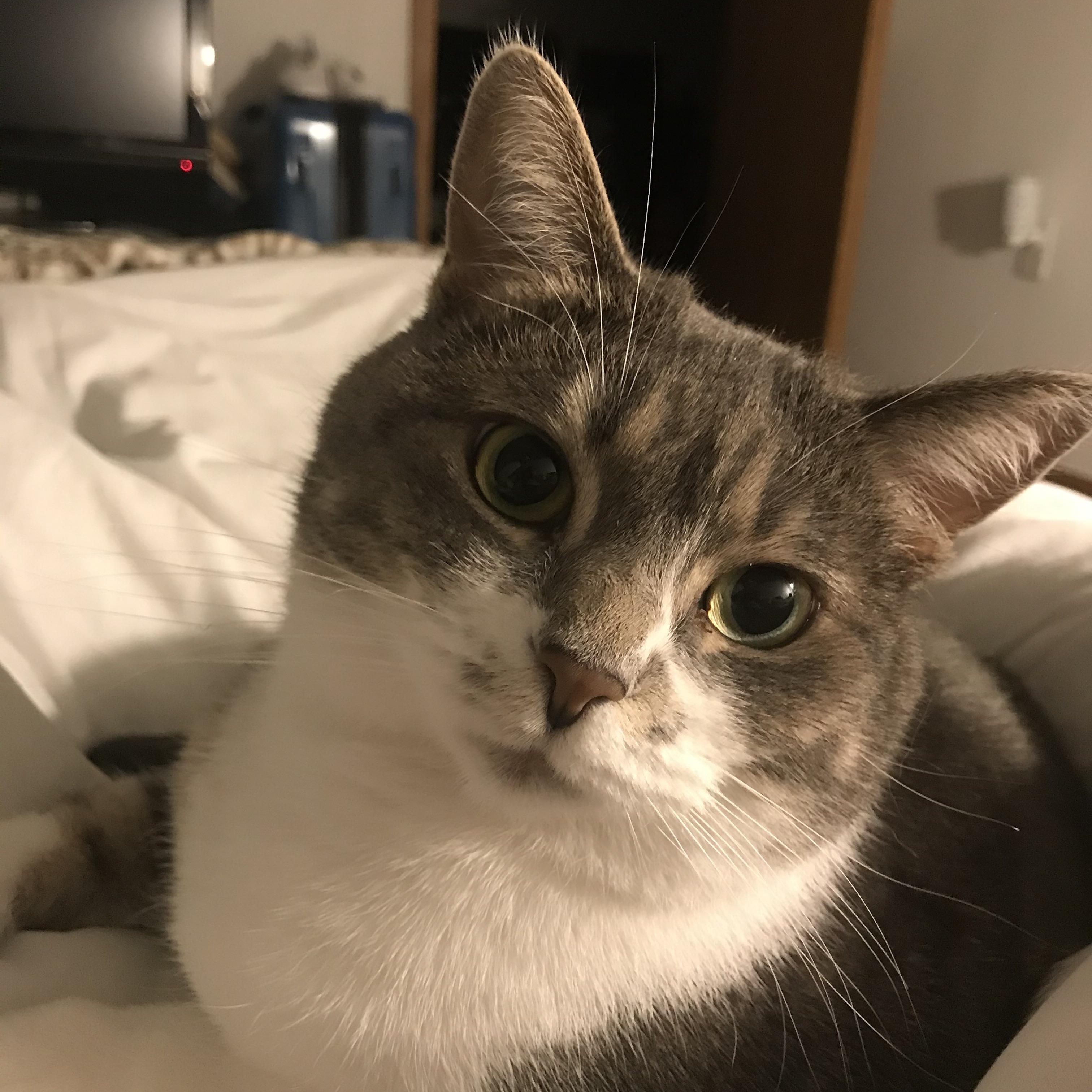 Enlarge Bella, a ADOPTABLE Domestic Short Hair in Rockford, MI image 1/6