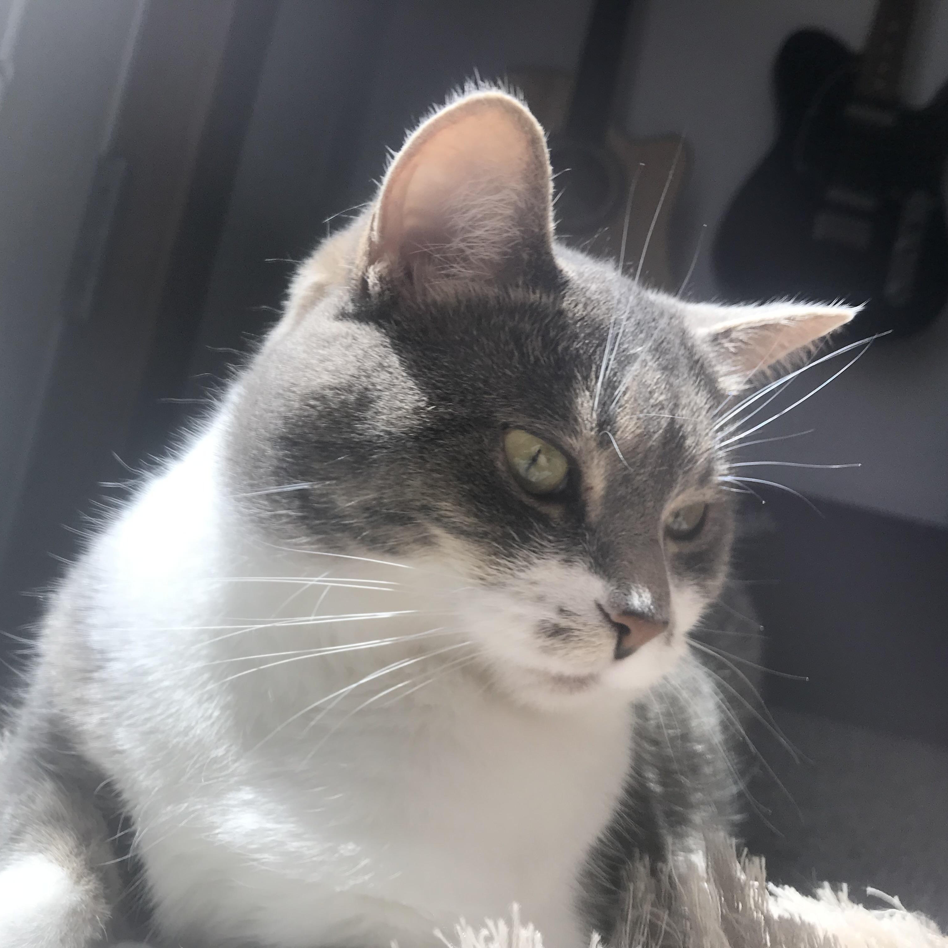 Enlarge Bella, a ADOPTABLE Domestic Short Hair in Rockford, MI image 3/6