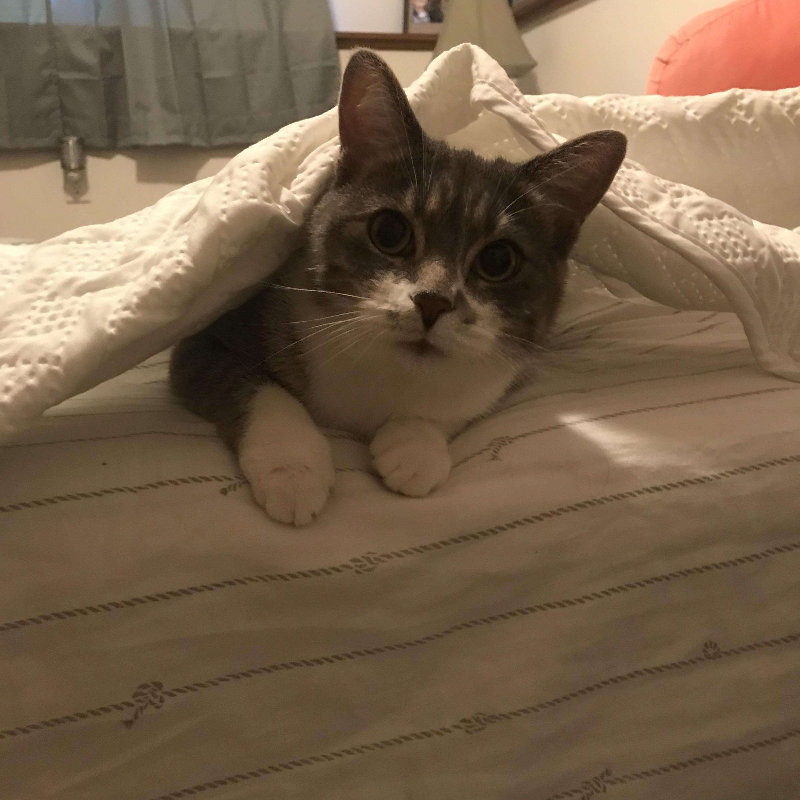 Enlarge Bella, a ADOPTABLE Domestic Short Hair in Rockford, MI image 2/6