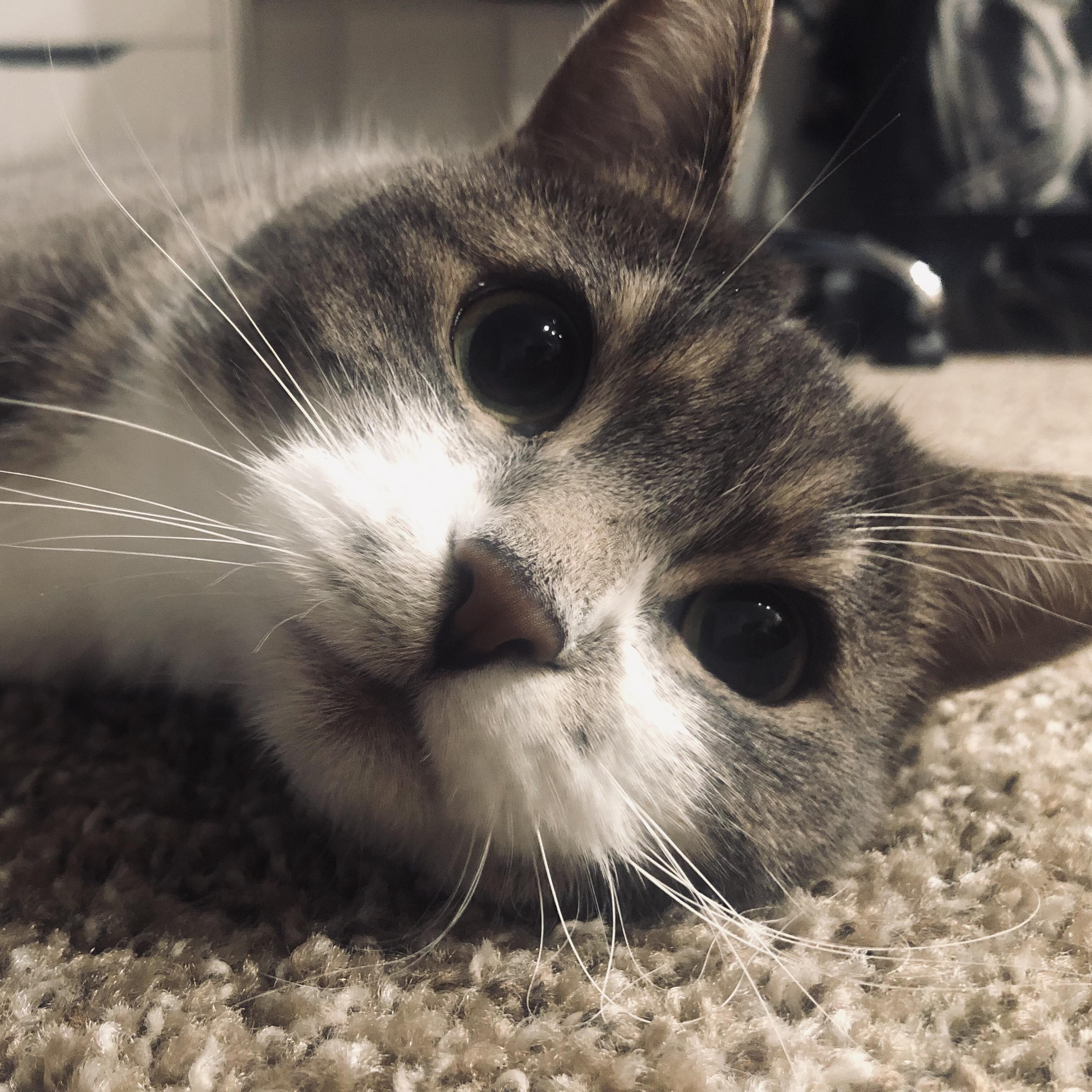 Enlarge Bella, a ADOPTABLE Domestic Short Hair in Rockford, MI image 5/6