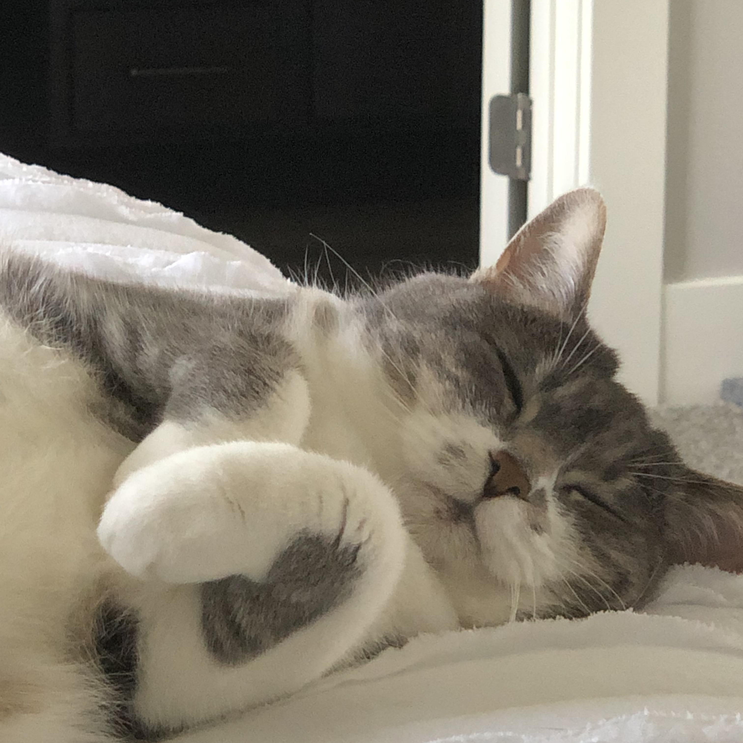 Enlarge Bella, a ADOPTABLE Domestic Short Hair in Rockford, MI image 6/6