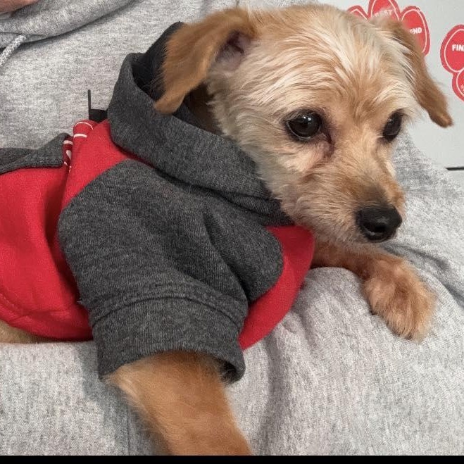 Acorn, adopted, Young Male Poodle.