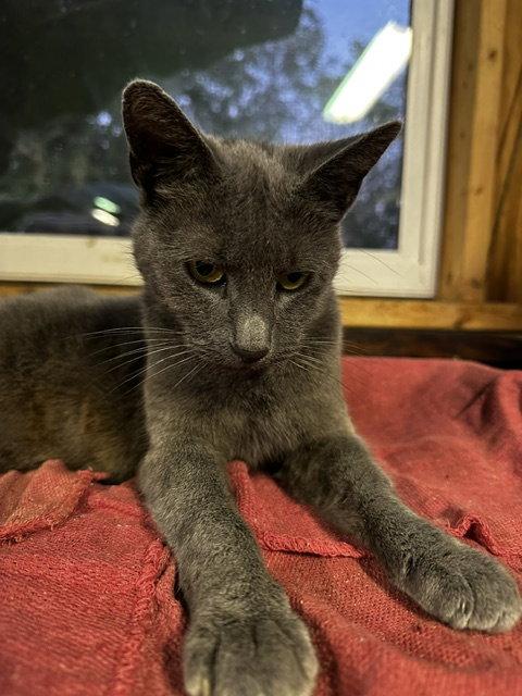 Enlarge Minerva -Courtesy Listing, a Adoptable Russian Blue in Rootstown, OH image 1/2