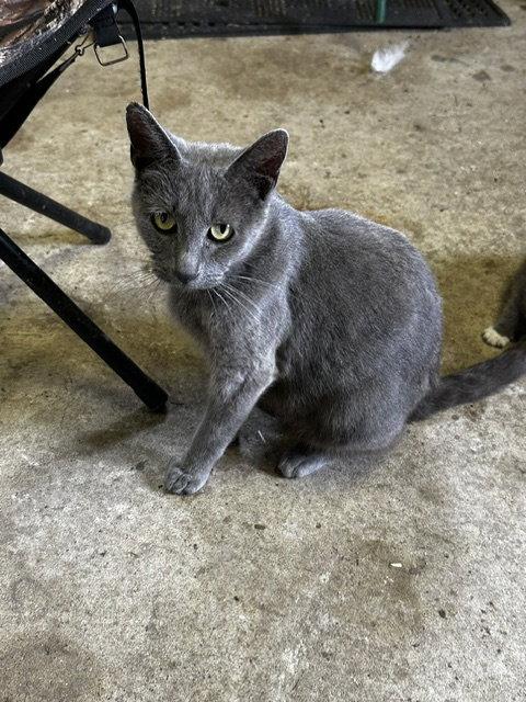 Enlarge Minerva -Courtesy Listing, a Adoptable Russian Blue in Rootstown, OH image 2/2