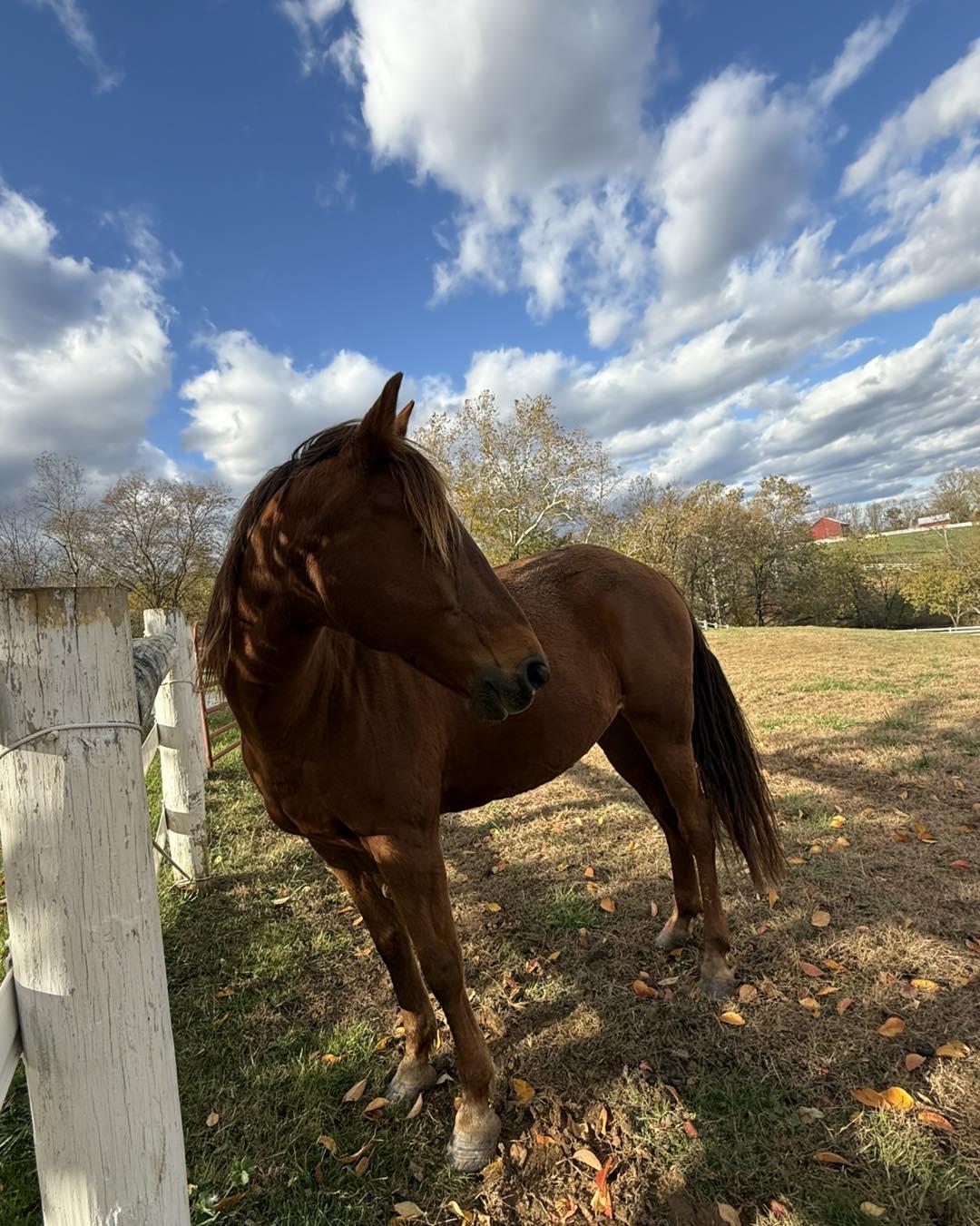 Maggie, adopted, Adult Female Missouri Foxtrotter.