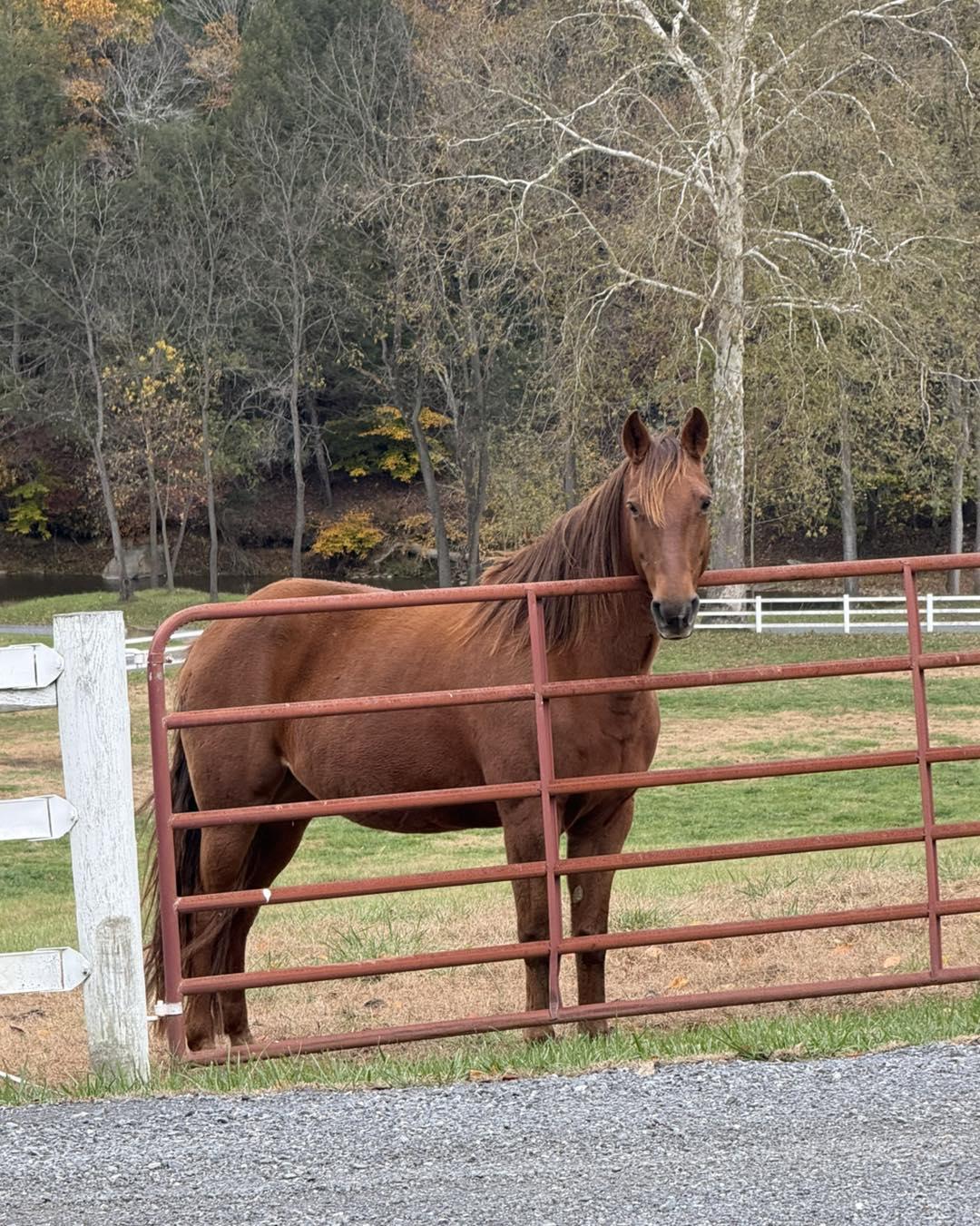 Enlarge Maggie, a ADOPTABLE Missouri Foxtrotter in KNOXVILLE, MD image 4/5