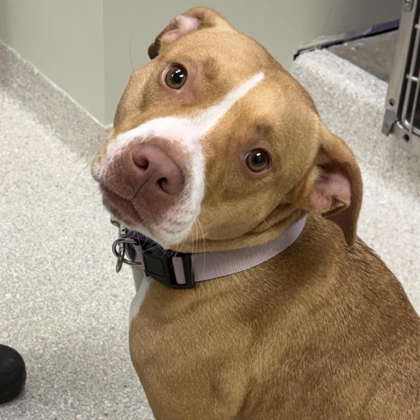 Enlarge Rebel, a ADOPTABLE Pit Bull Terrier in Kansas City, KS image 1/3