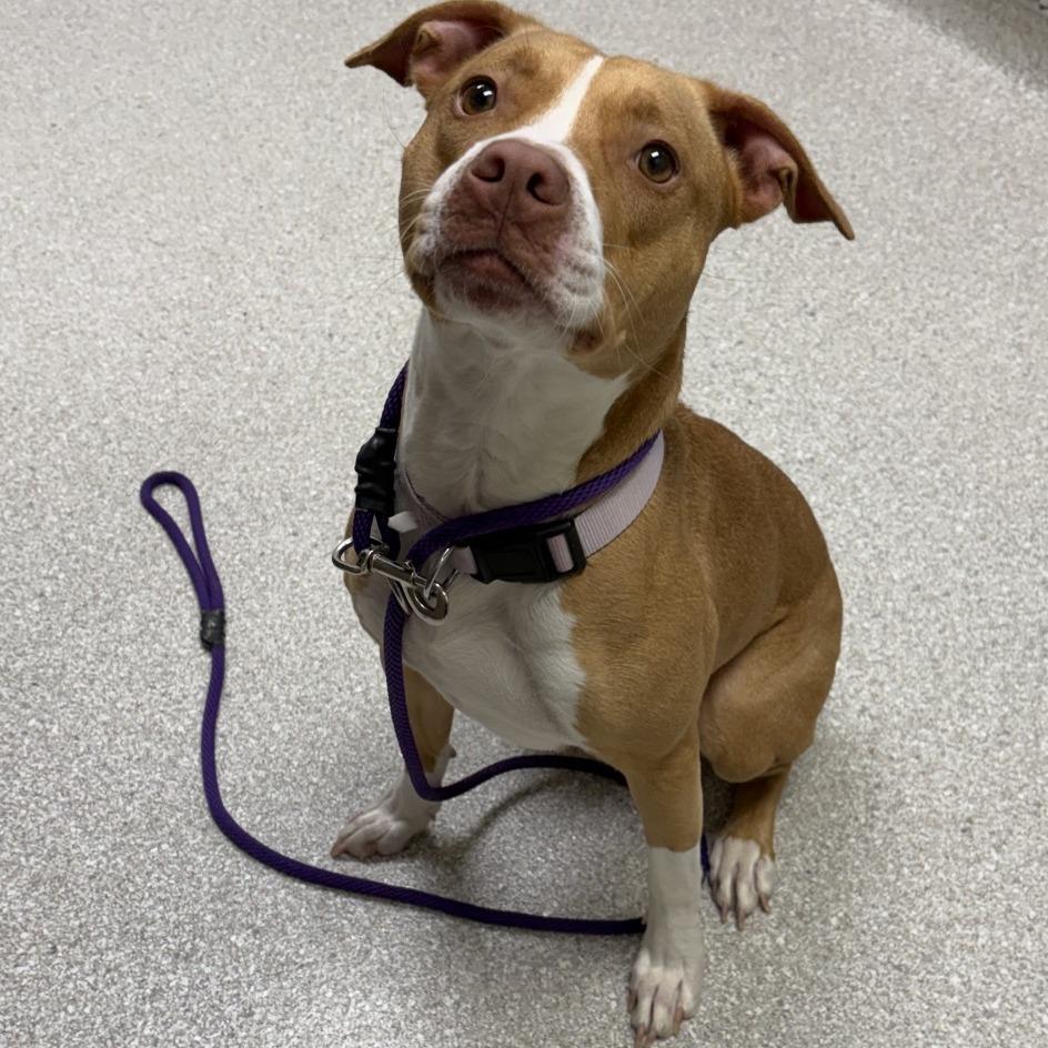 Enlarge Rebel, a ADOPTABLE Pit Bull Terrier in Kansas City, KS image 3/3