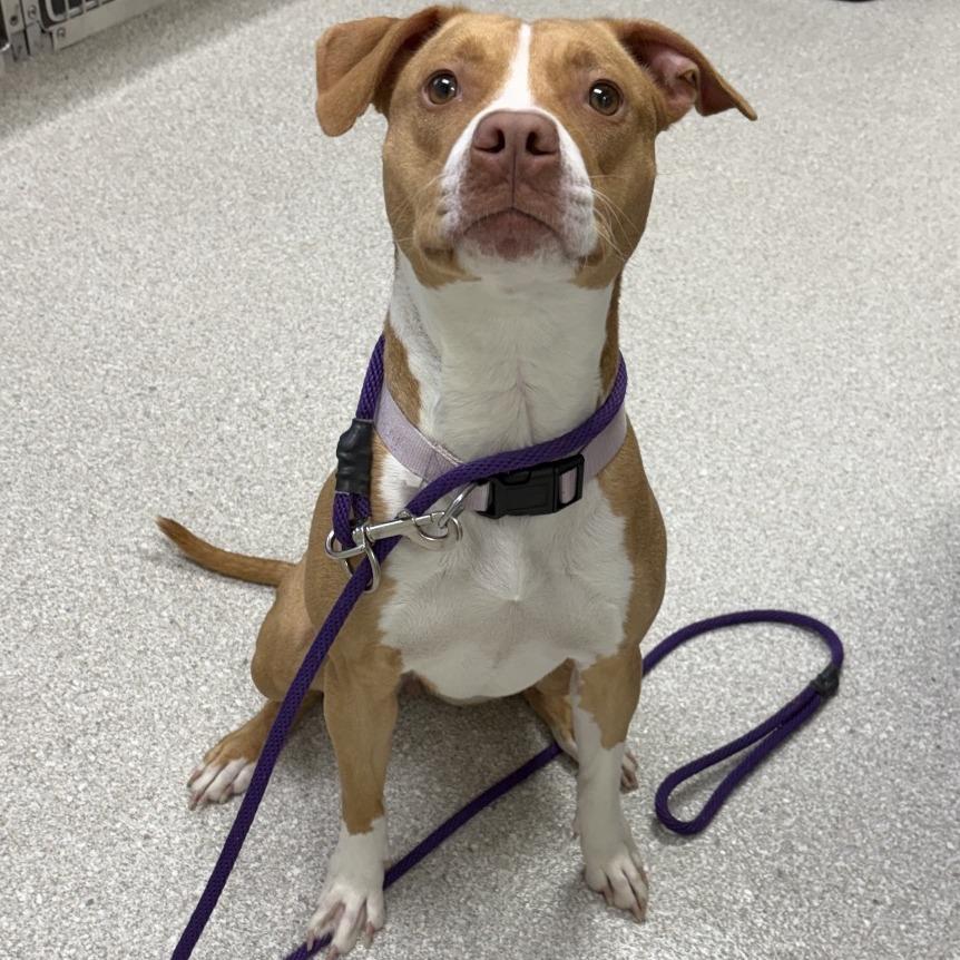 Enlarge Rebel, a ADOPTABLE Pit Bull Terrier in Kansas City, KS image 2/3