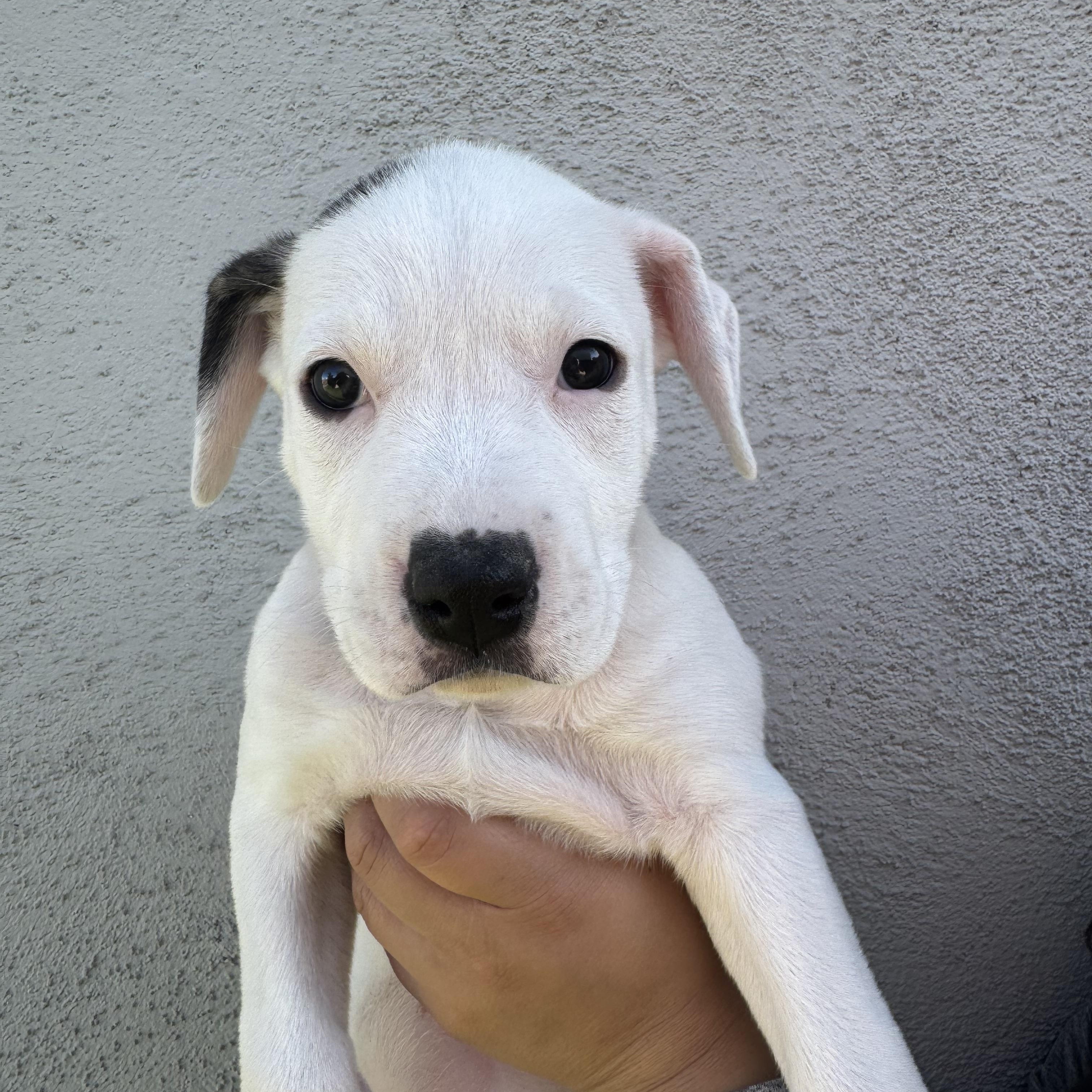 Juniper, Adoptable, Puppy Female Mixed Breed.