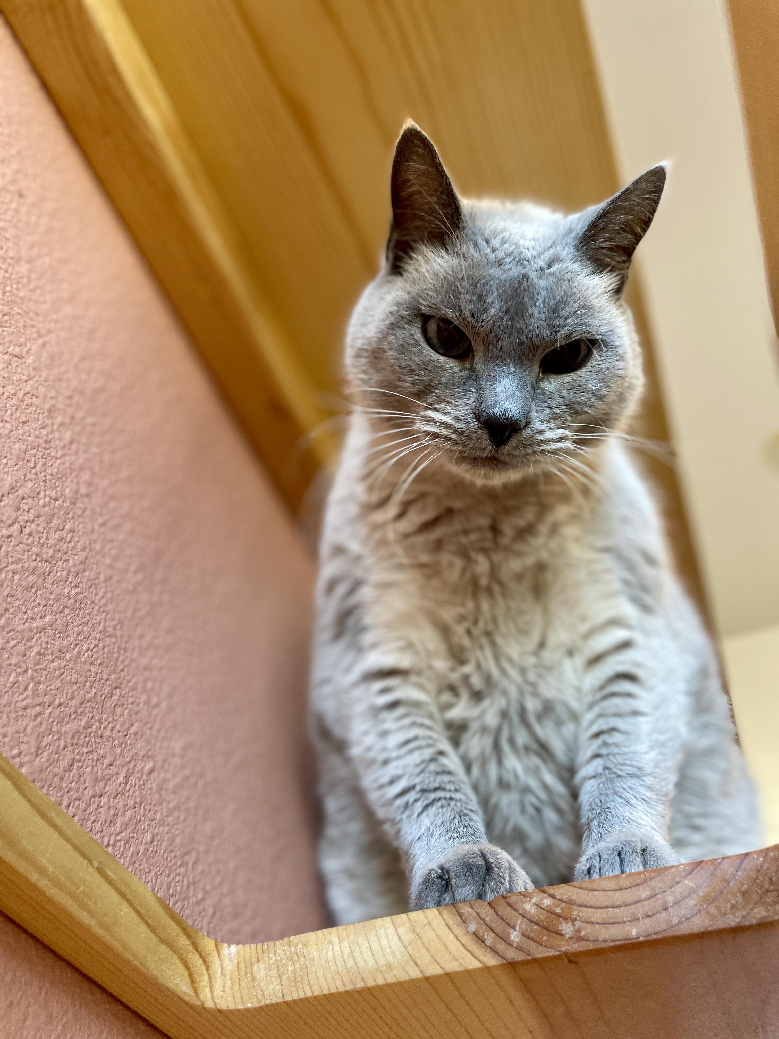 Holly, Senior Female unknown