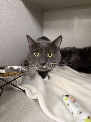Enlarge Legend/ Scar Bonded, a Adoptable mixed breed in East Brookfield, MA image 1/1