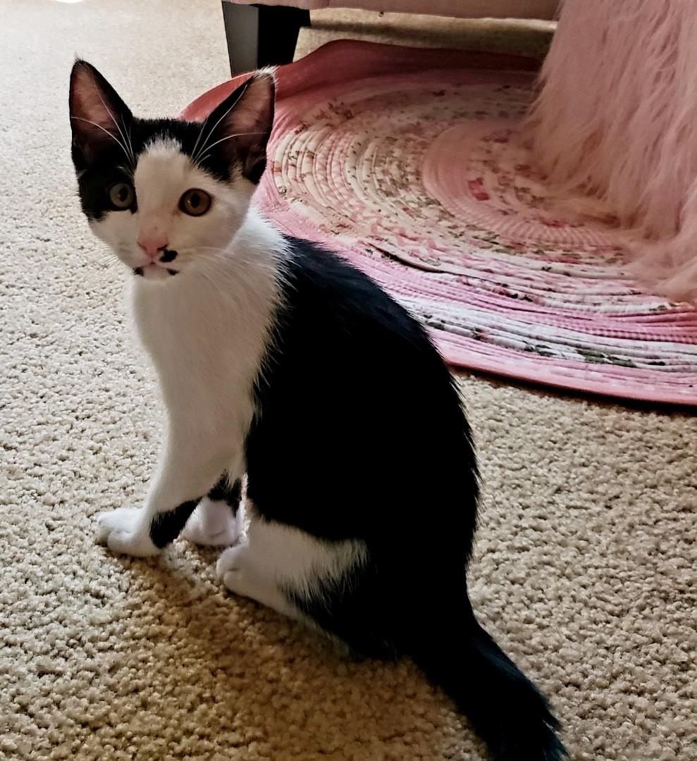 Enlarge Peggy Sue, a ADOPTABLE American Shorthair in Sherwood, OR image 1/1