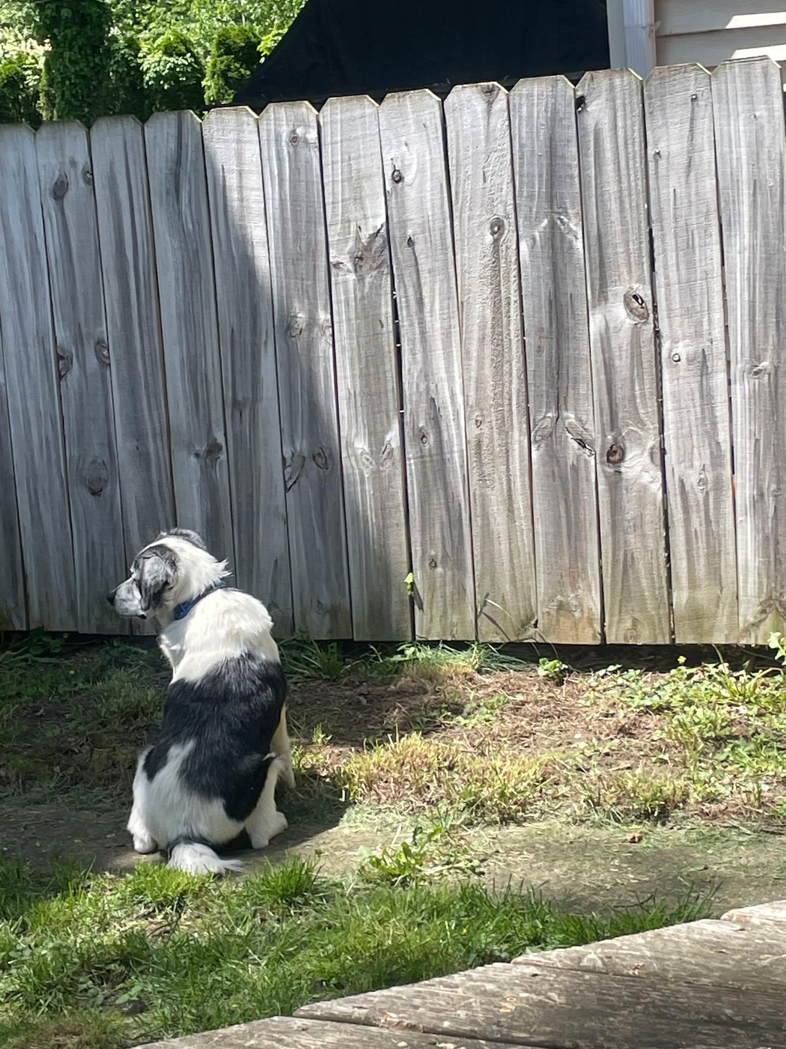 Charlie (14yo, 30lbs), Adoptable, Senior Male Hound & Australian Shepherd.