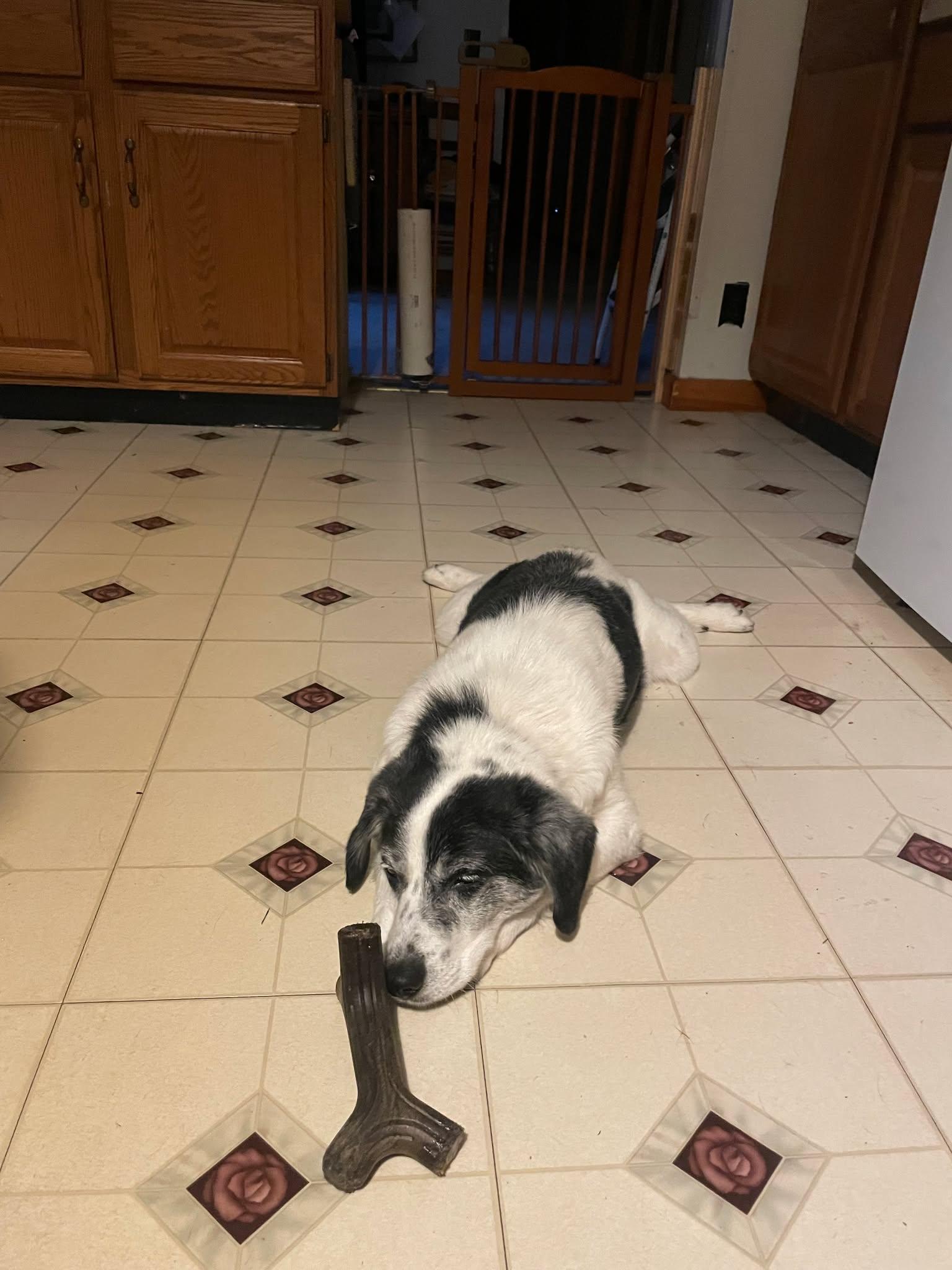 Enlarge Charlie (14yo, 30lbs), a Adoptable mixed breed in Hinton, WV image 2/3