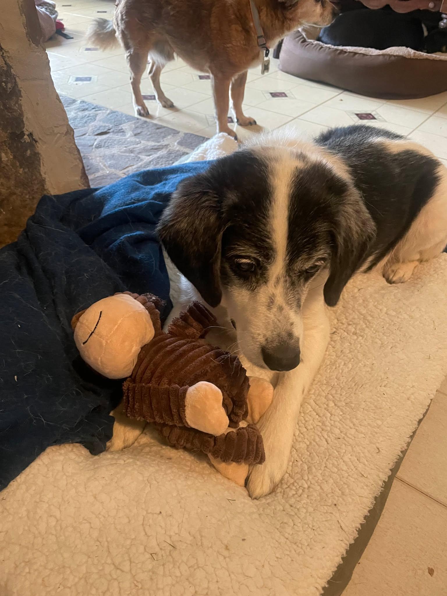 Enlarge Charlie (14yo, 30lbs), a Adoptable mixed breed in Hinton, WV image 3/3