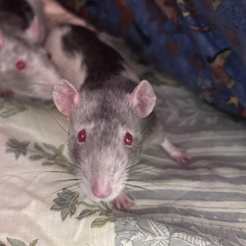 Enlarge Hiccup, a Adoptable Rat in Bedford, NH image 1/1