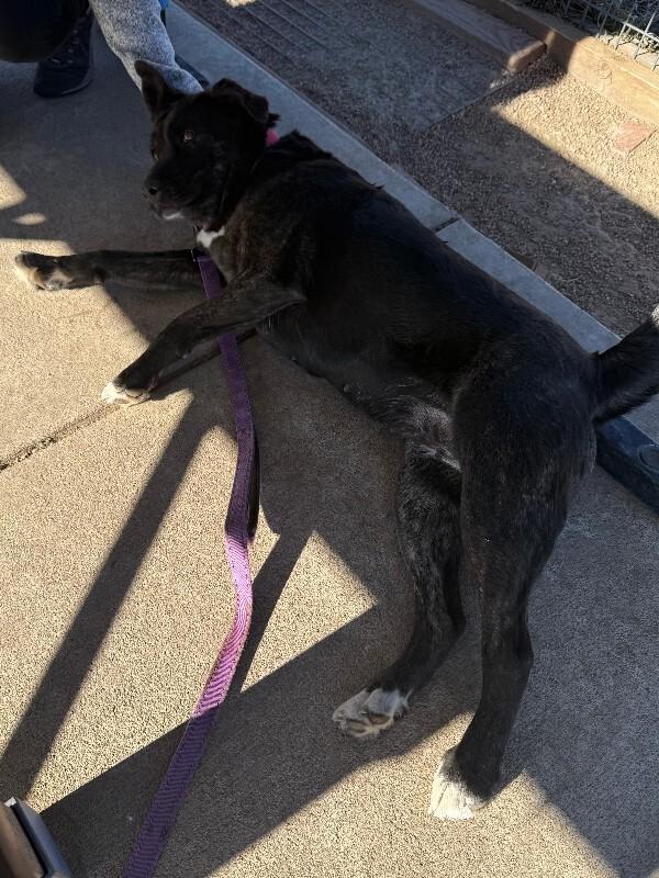 Bolt, Adoptable, Adult Female Pit Bull Terrier & Mixed Breed.