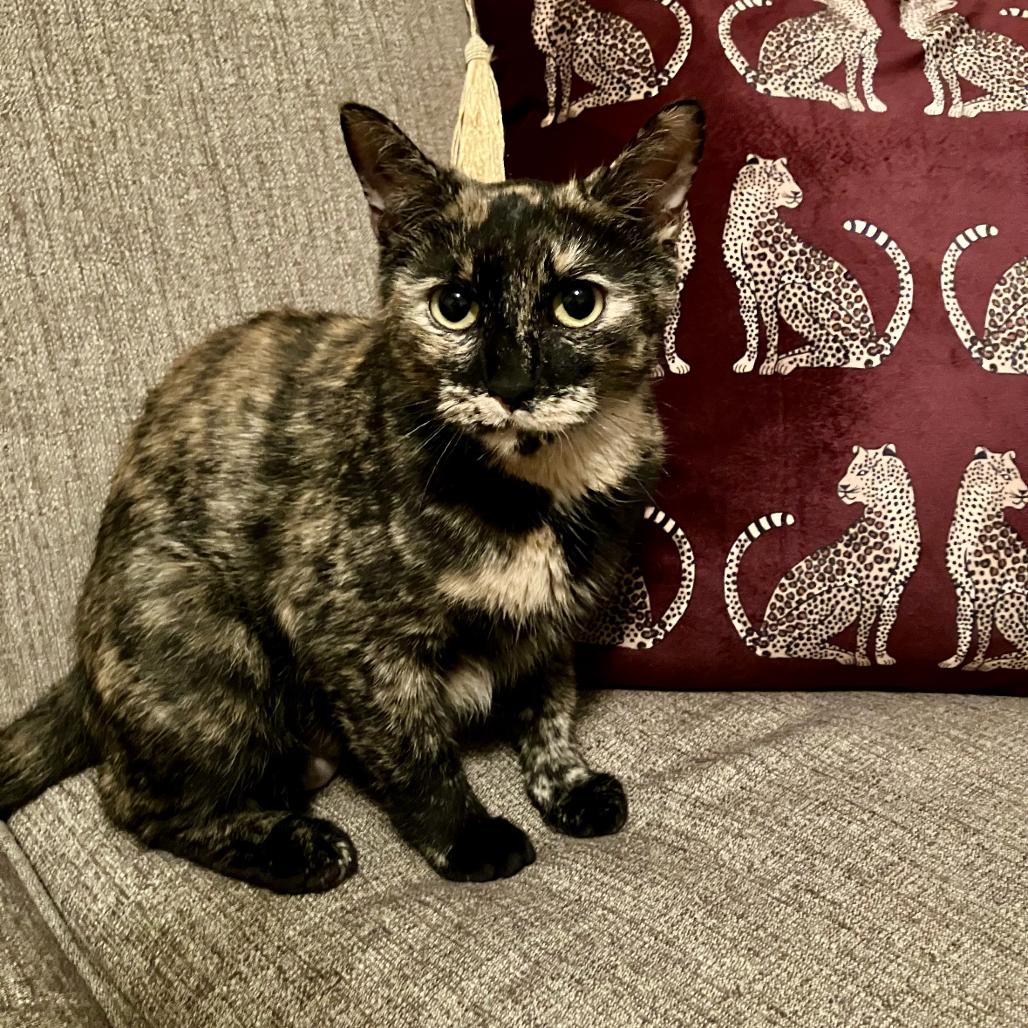 Enlarge Tortellini, a Adoptable Domestic Short Hair image 1/1