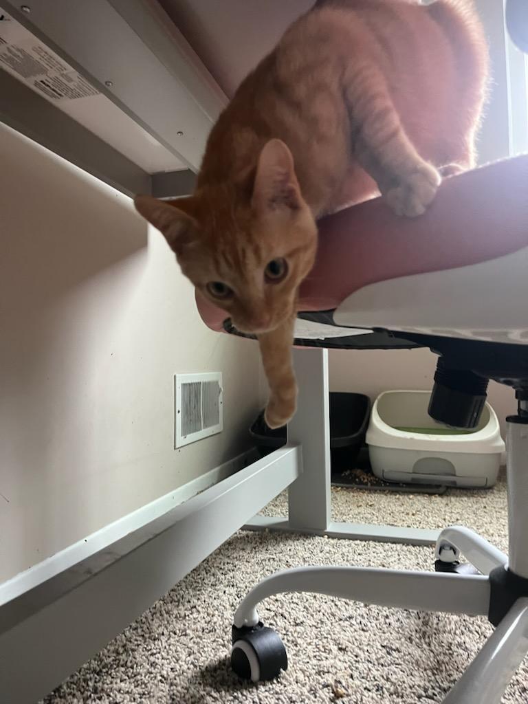 Merlin, Adoptable, Young Male Domestic Short Hair.