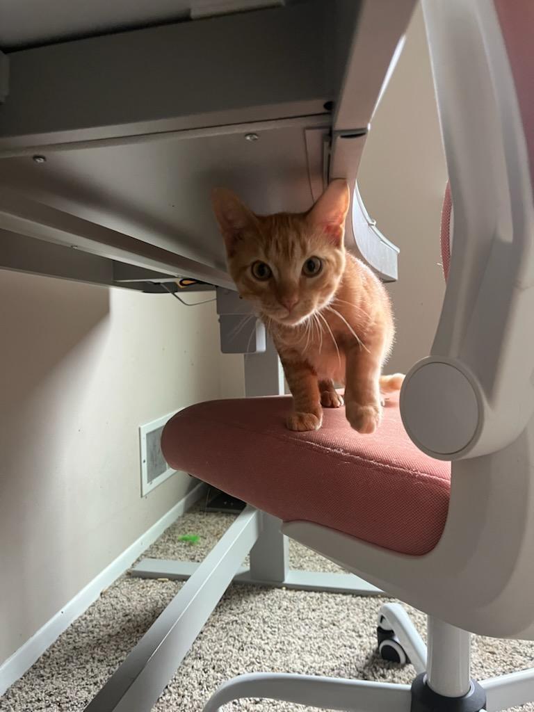 Enlarge Merlin, an adopted Domestic Short Hair in Clawson, MI image 2/3