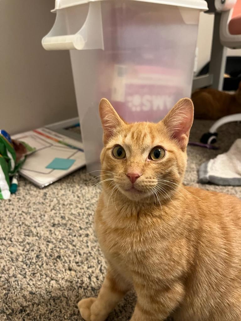 Enlarge Merlin, an adopted Domestic Short Hair in Clawson, MI image 3/3