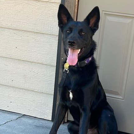Enlarge Stewie, a Adoptable mixed breed in Burbank, CA image 2/6