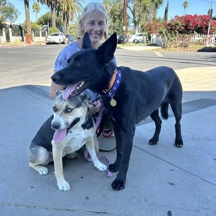 Enlarge Stewie, a Adoptable mixed breed in Burbank, CA image 5/6