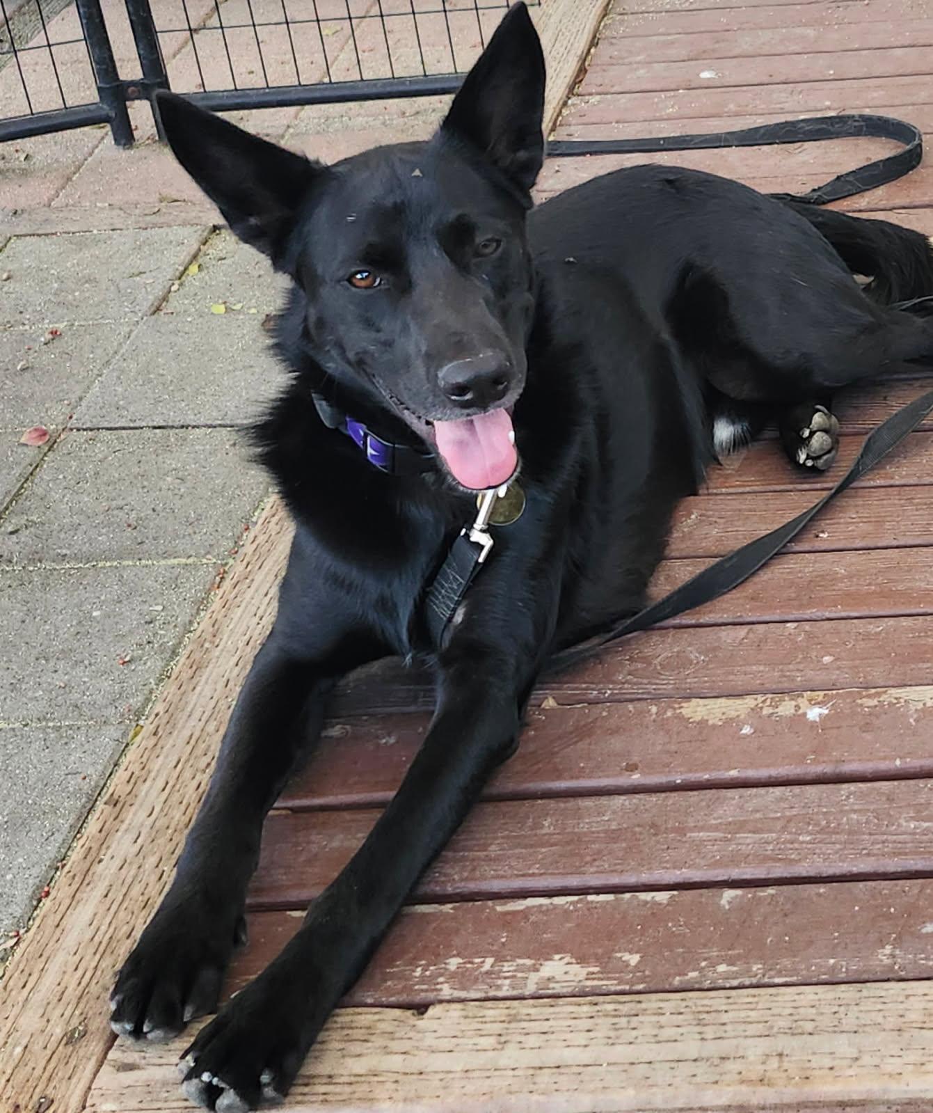 Stewie, Adoptable, Young Male German Shepherd Dog & Black Labrador Retriever.
