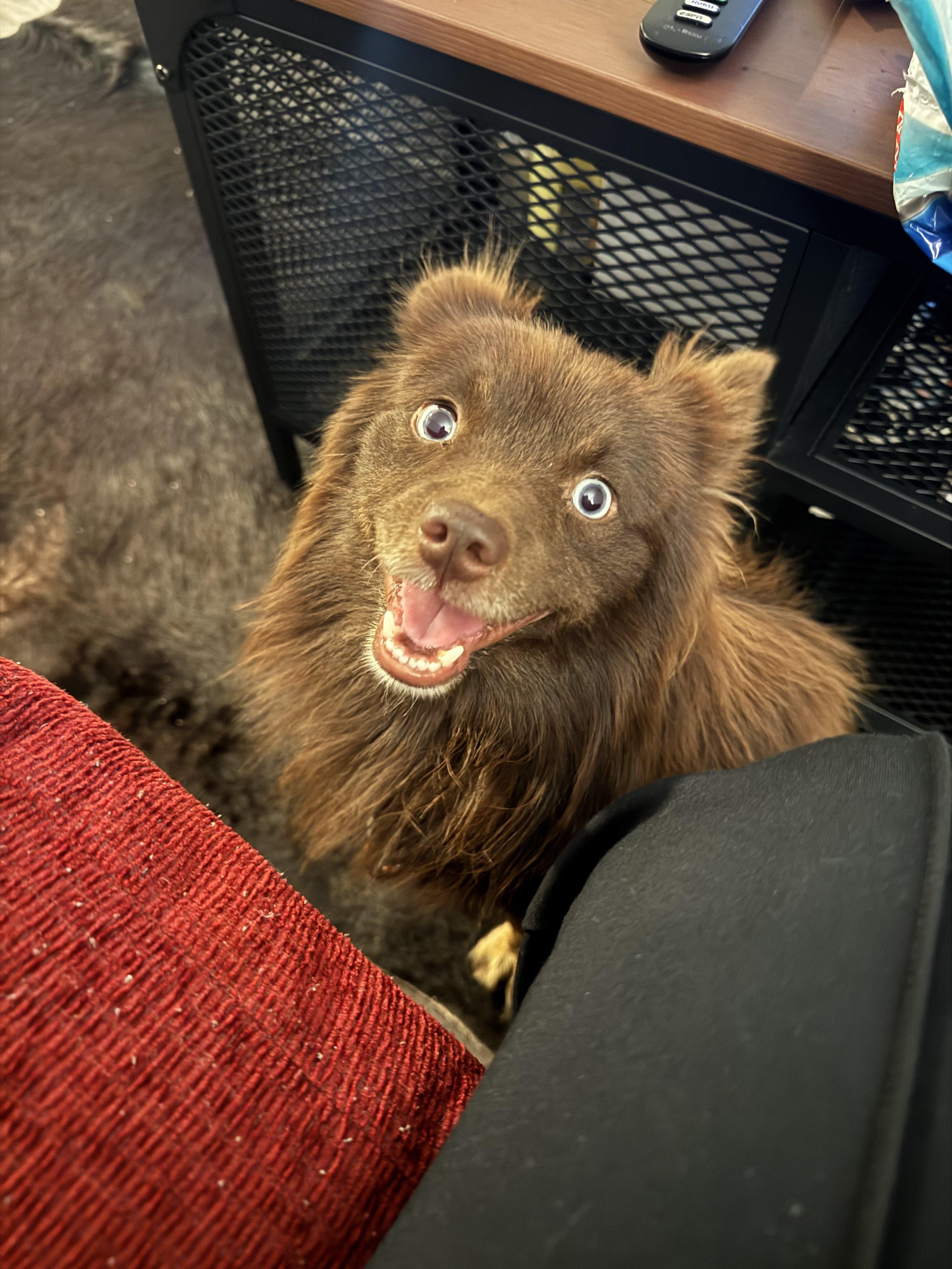 Chocolate Mousse, Adoptable, Young Male Pomeranian & Mixed Breed.