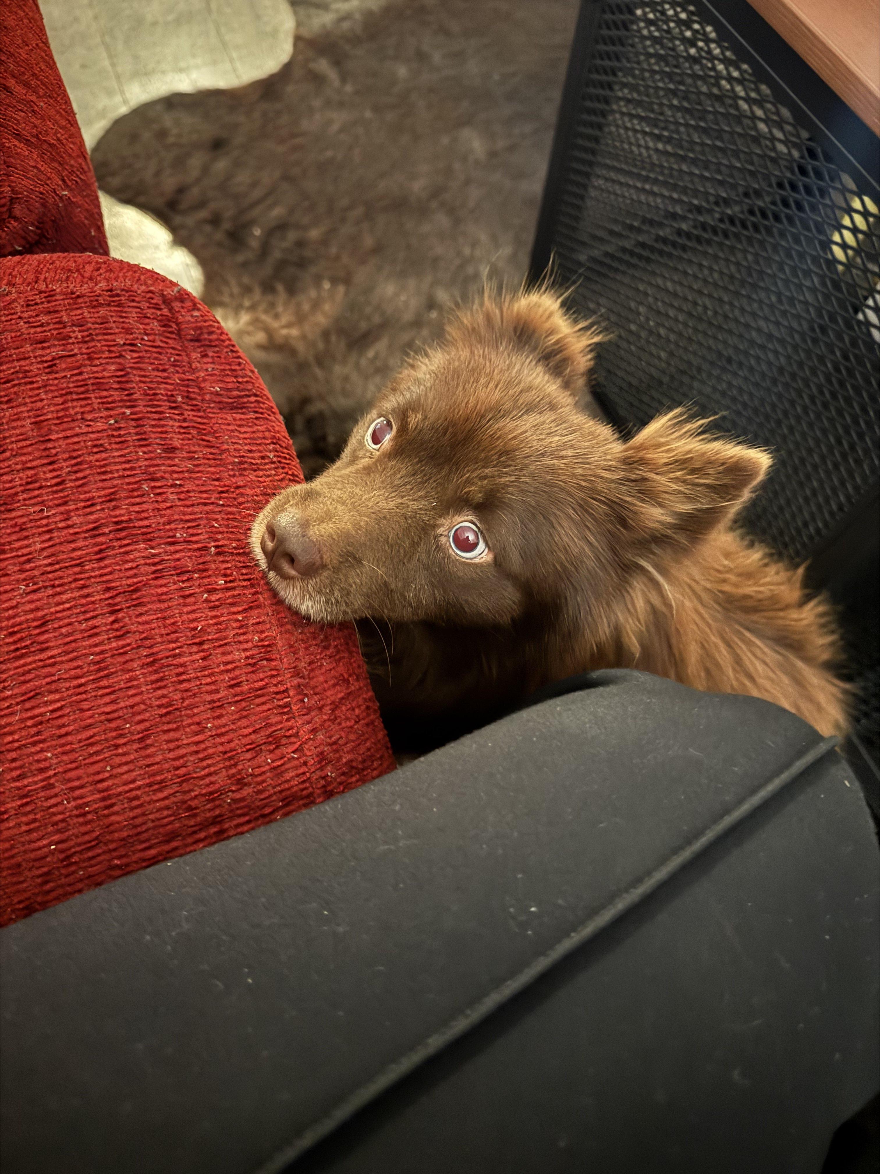Chocolate Mousse, a Adoptable mixed breed in Memphis, TN image 2/6