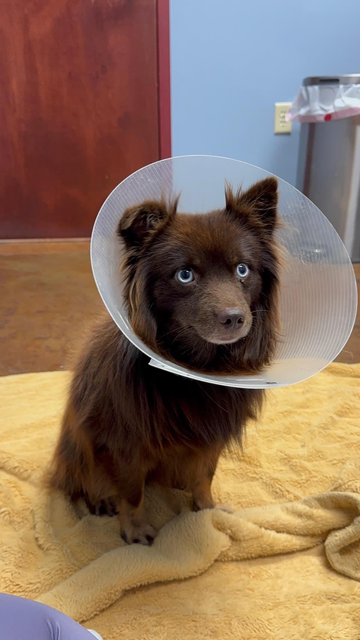 Chocolate Mousse, a Adoptable mixed breed in Memphis, TN image 3/6