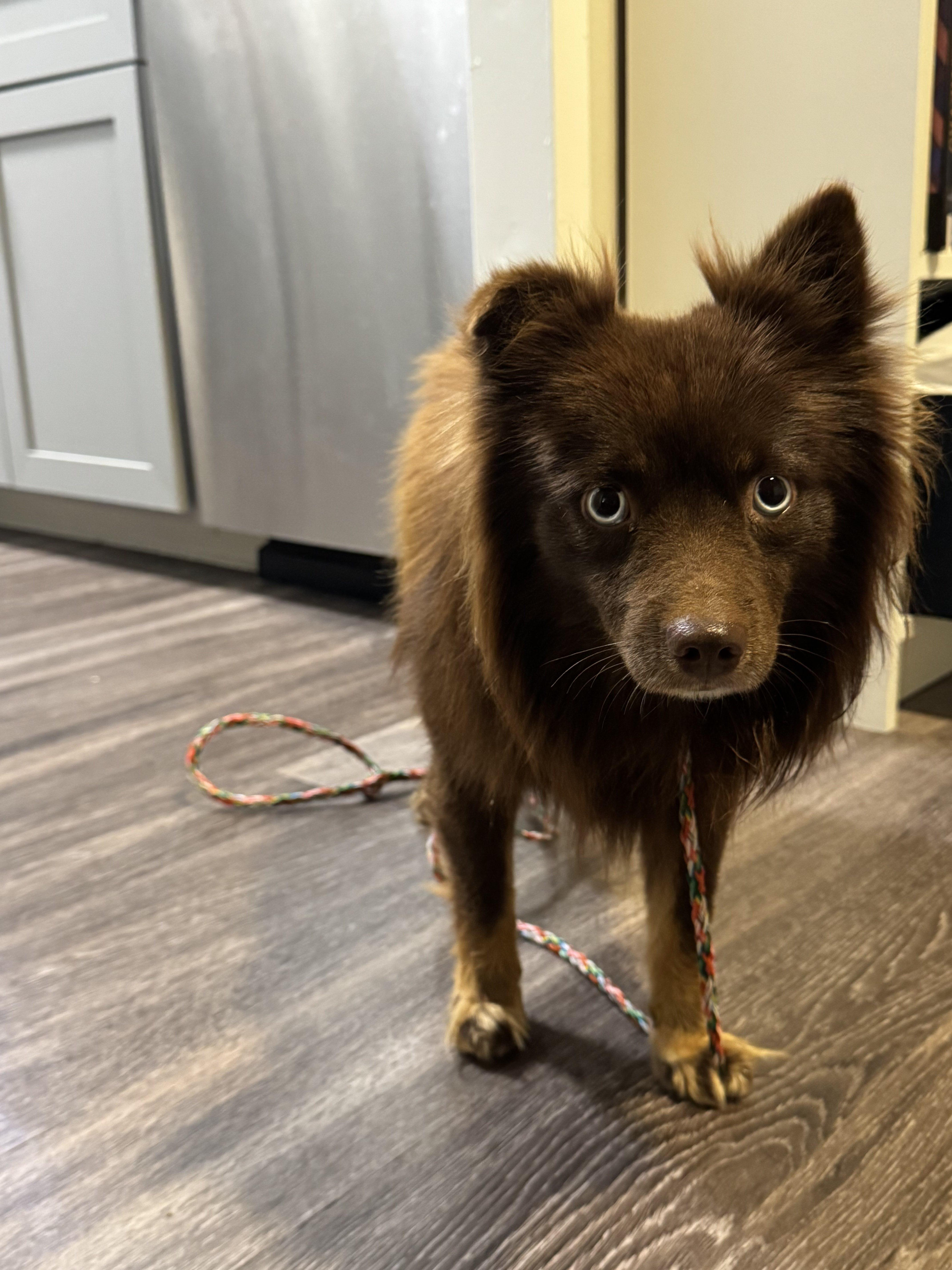 Chocolate Mousse, a Adoptable mixed breed in Memphis, TN image 4/6
