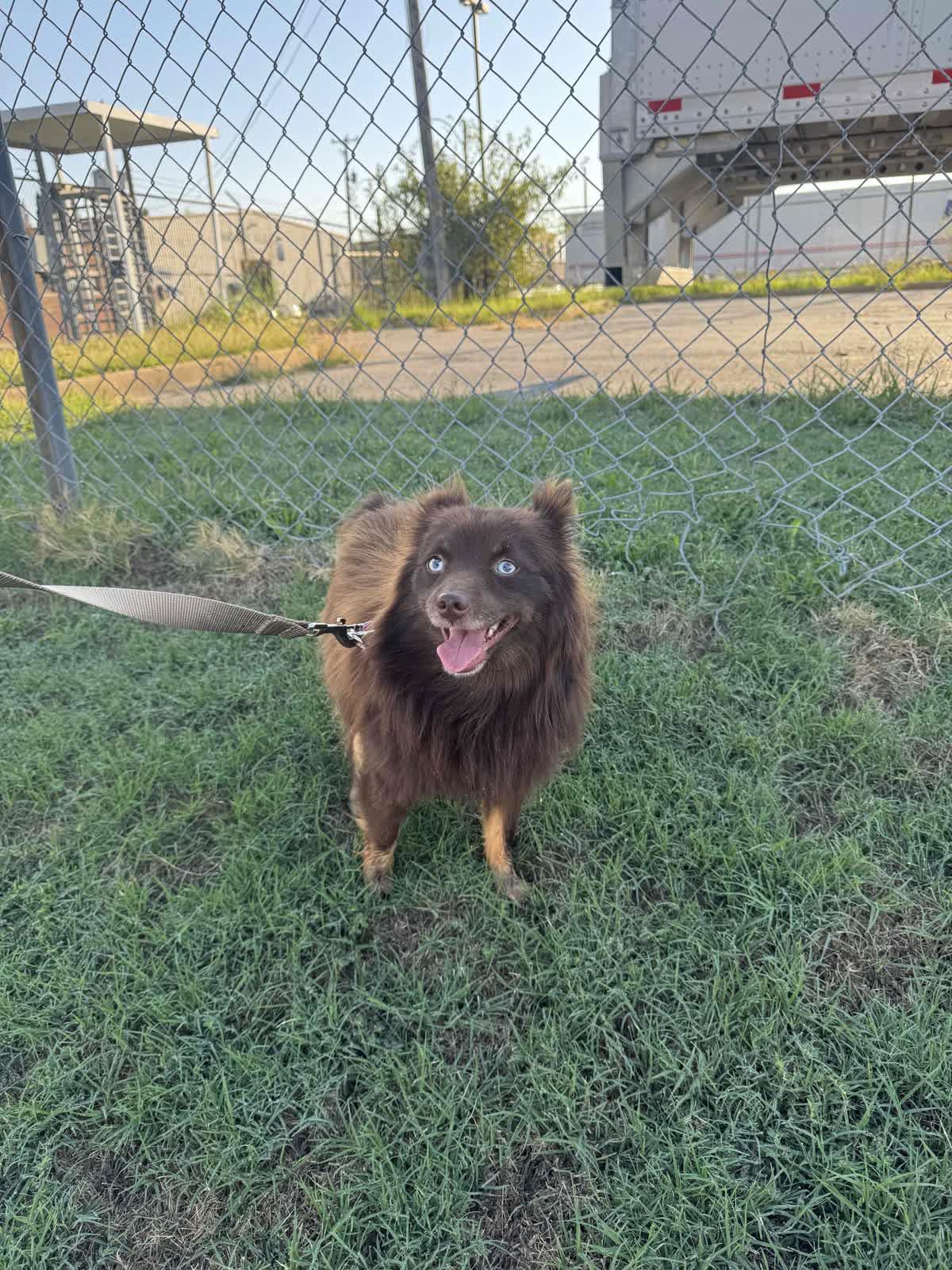 Chocolate Mousse, a Adoptable mixed breed in Memphis, TN image 5/6