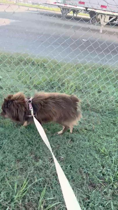 Enlarge Chocolate Mousse, a Adoptable mixed breed in Memphis, TN video 6/6