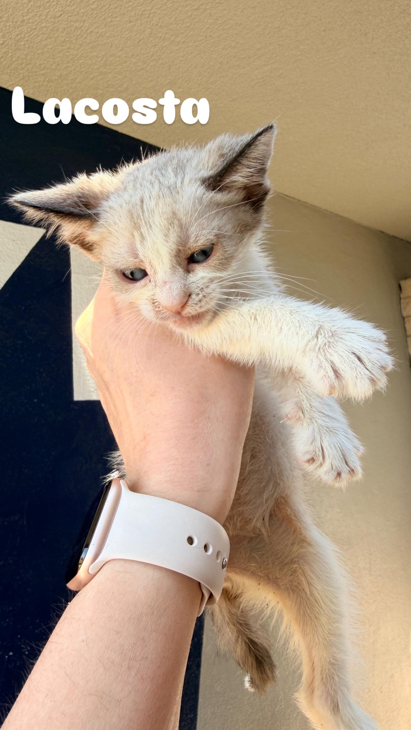 Lacosta, a ADOPTABLE Siamese in Penryn, CA image 1/3