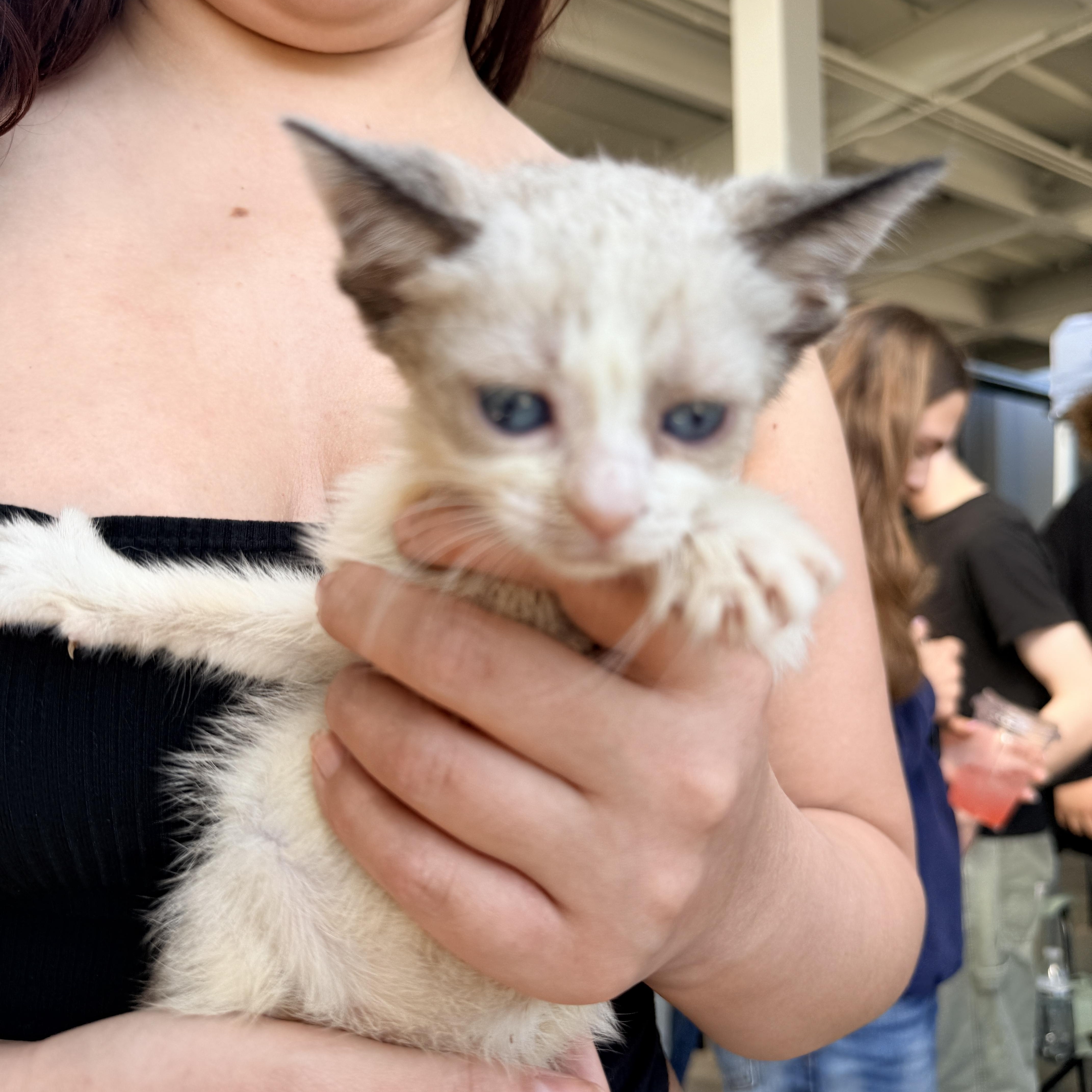 Lacosta, a ADOPTABLE Siamese in Penryn, CA image 2/3