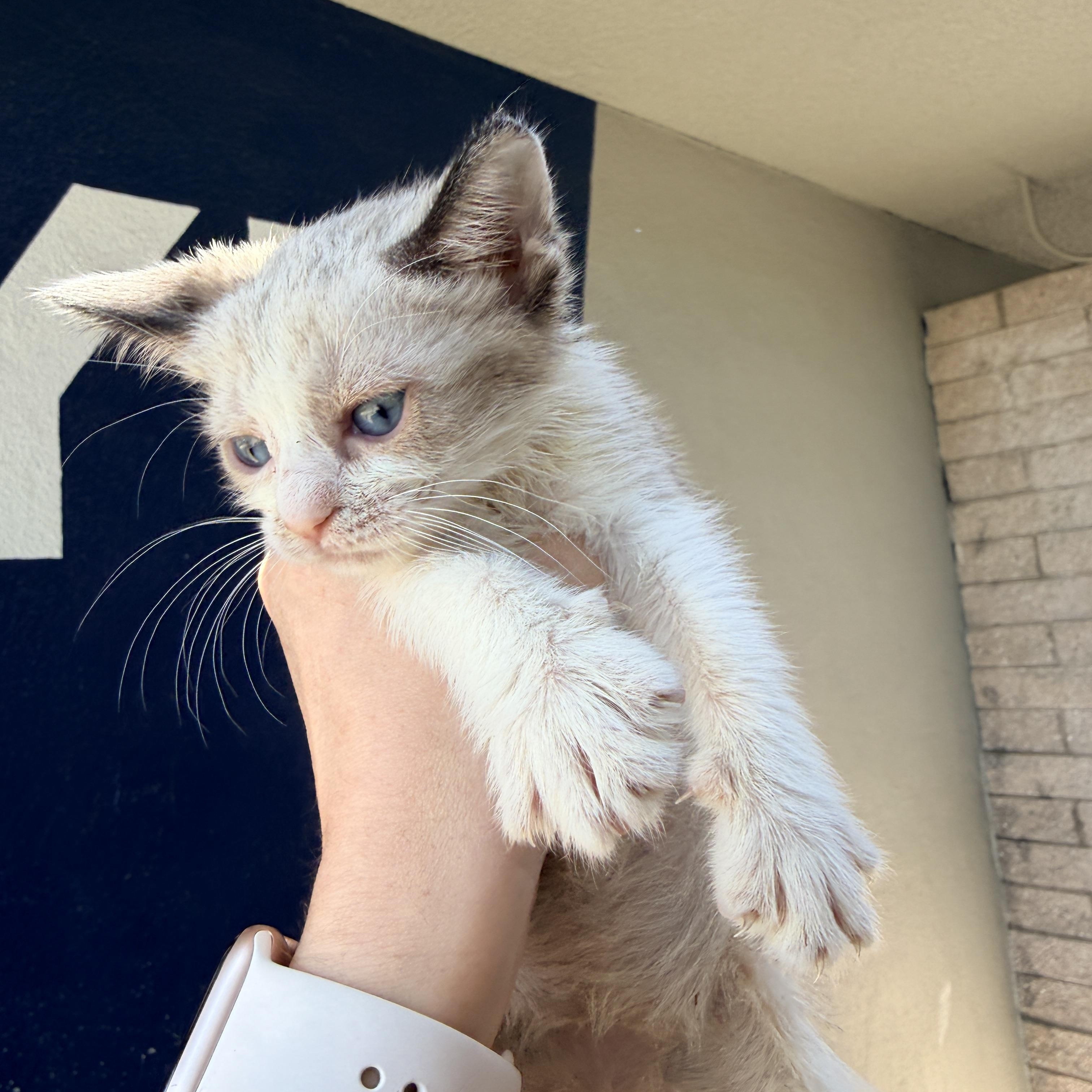 Lacosta, a ADOPTABLE Siamese in Penryn, CA image 3/3