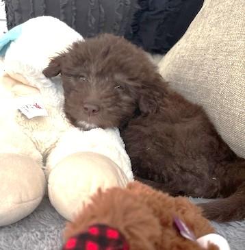 Mocha, an adopted mixed breed in Palatine, IL image 5/5