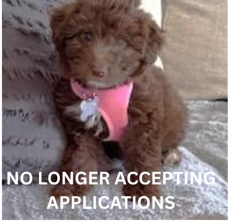 Mocha, adopted, Puppy Female Australian Shepherd & Mixed Breed.