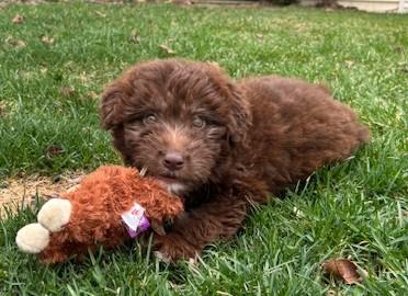 Mocha, an adopted mixed breed in Palatine, IL image 4/5