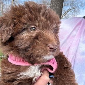 Mocha, an adopted mixed breed in Palatine, IL image 2/5